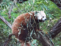 Red Panda 2